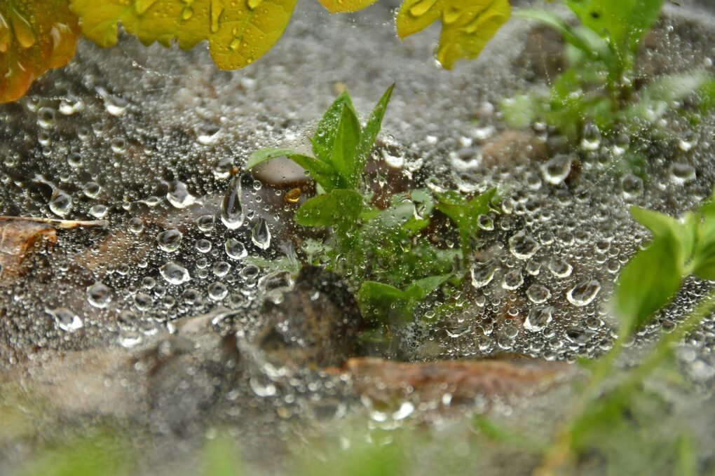 Fotografia listków zielonej rośliny w kroplach deszczu.