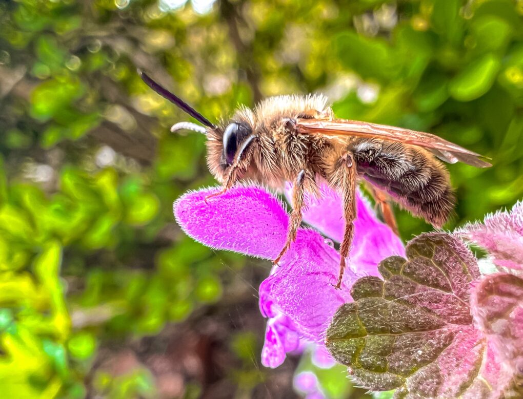 Fotografia pszczoły zbierającej nektar z kwiatka. 
