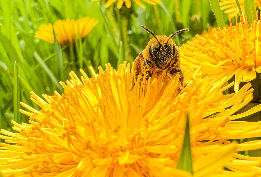 Fotografia pszczoły zbierającej nektar z mlecza.