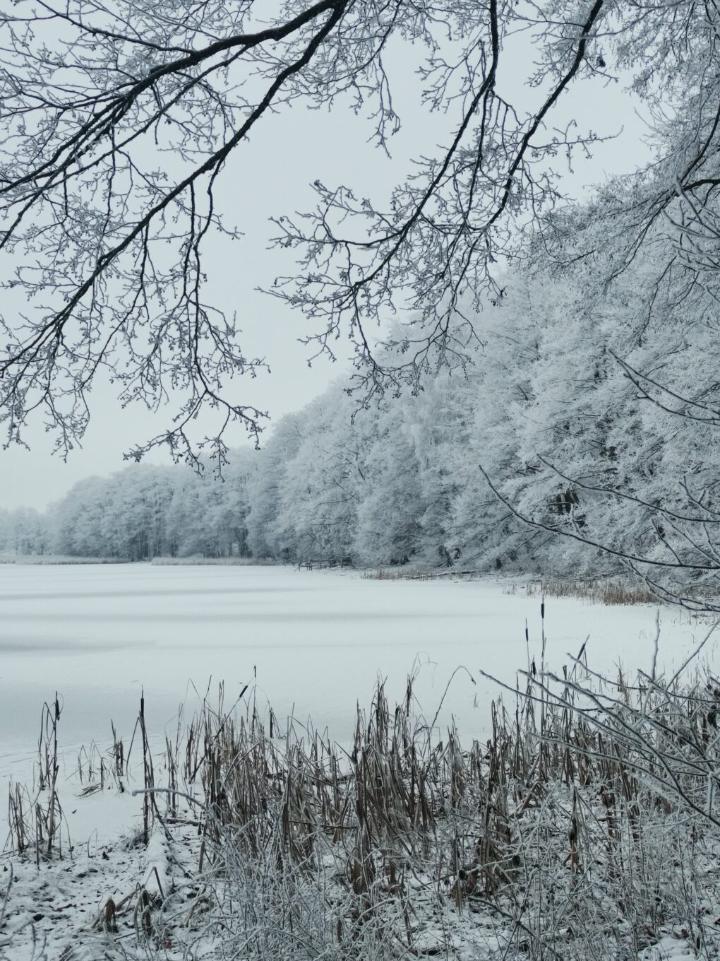 Fotografia lasu przy jeziorze w porze zimowej.