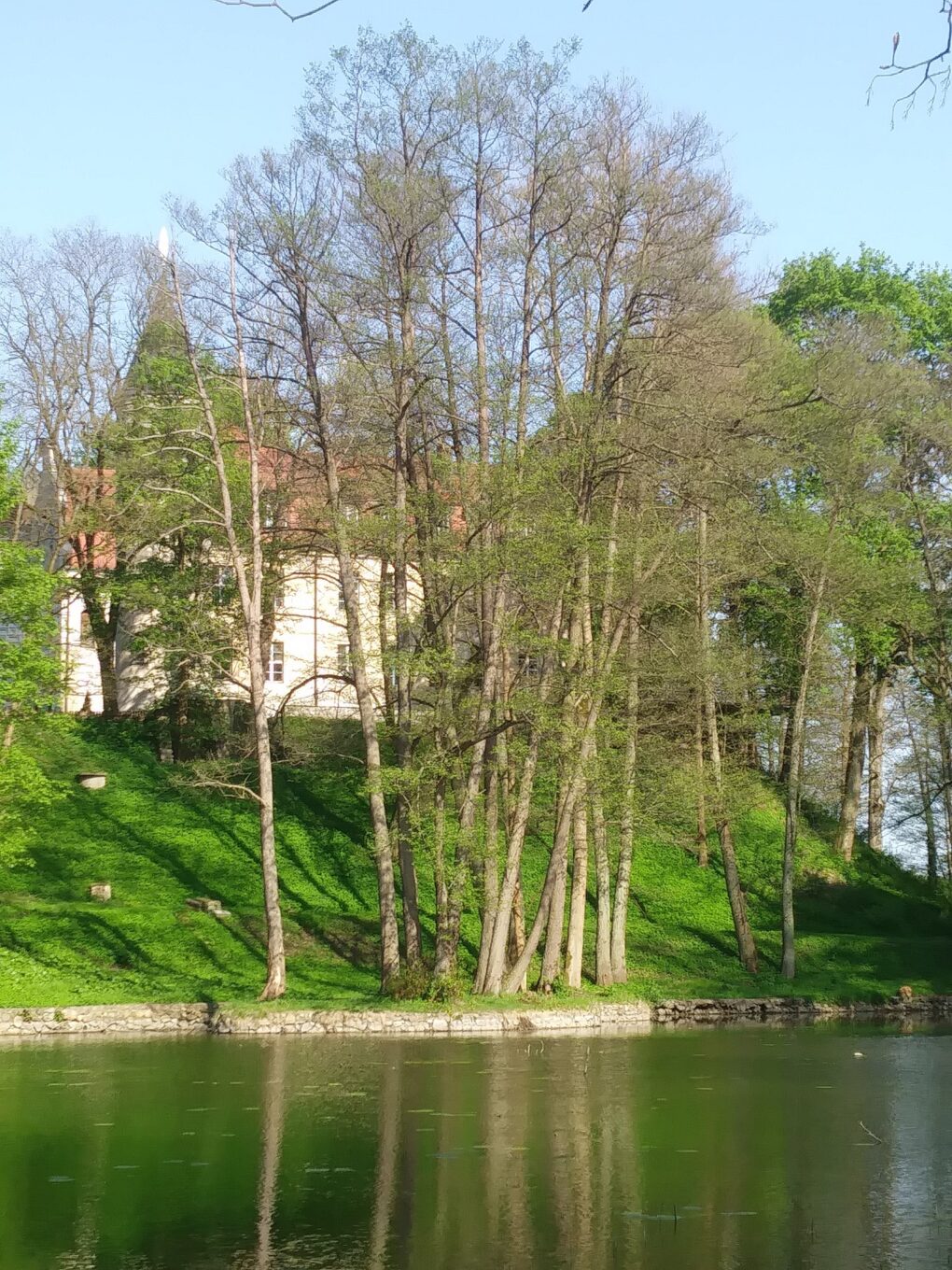 Fotografia drzew i budynku przy brzegu jeziora.
