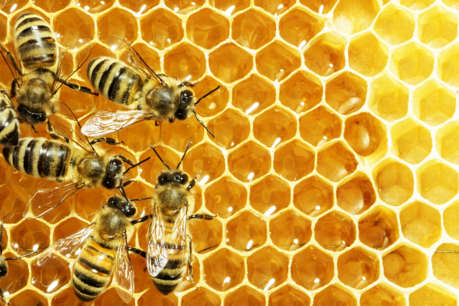 Zdjęcie pszczół na plastrze miodu.